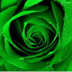 Meet your Posher, Wendi